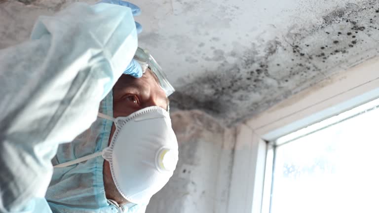 Why You Should Choose Our Mold Remediation Services in Casey, IL